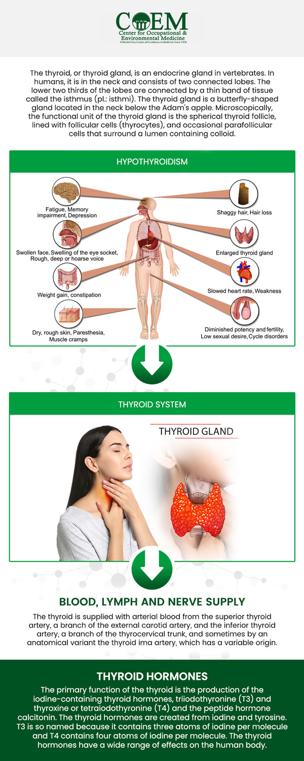 The thyroid is a butterfly-shaped gland located in the neck that regulates metabolism, energy production, and growth. It produces hormones such as thyroxine (T4) and triiodothyronine (T3) that influence various body functions. Imbalances in thyroid hormone levels can lead to conditions like hypothyroidism or hyperthyroidism. At The Center for Occupational and Environmental Medicine (COEM), our team provides comprehensive care to address thyroid-related concerns. For more information, contact us today or schedule an appointment online. We are conveniently located at 7510 North Forest Drive North Charleston, SC 29420. Patients routinely fly in to be evaluated by COEM, as we serve patients internationally. Find out if you have been exposed, extensive lab testing is available.